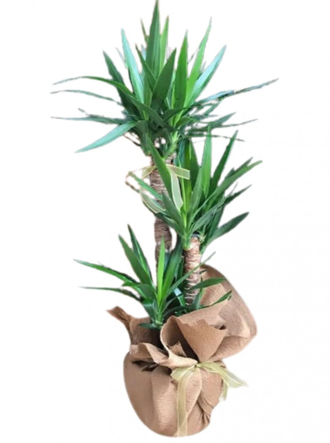 3’Lü Yuka Saksı Bitkisi (Yuka Palmiyesi)