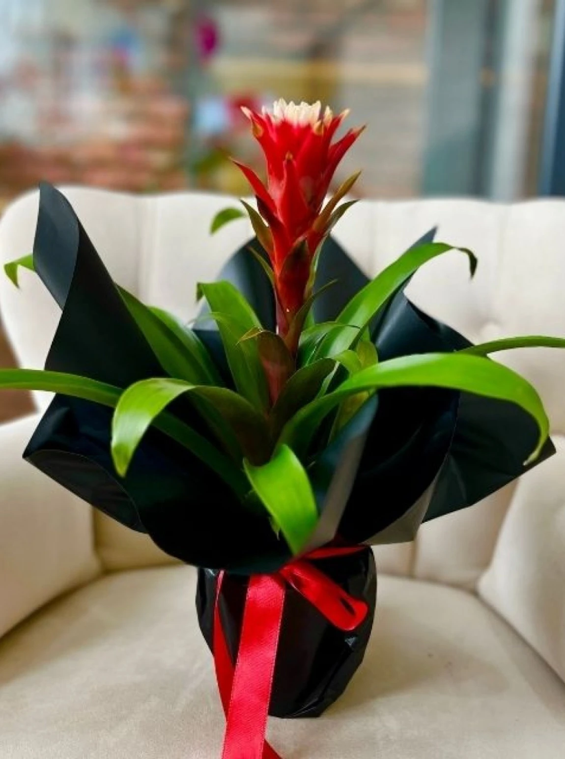 Alev Ruhu–Siyah Ambalaj Guzmania