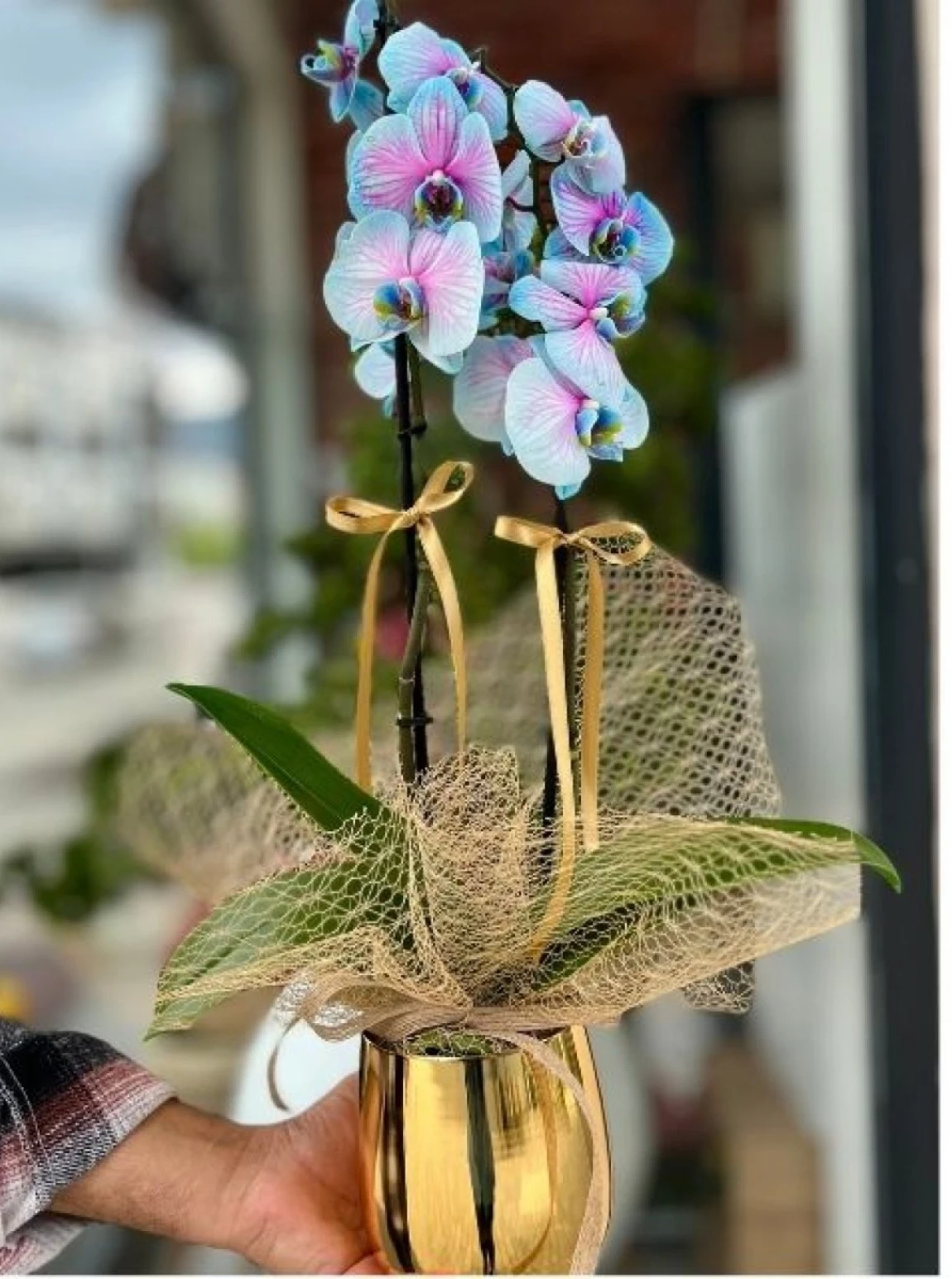 Altın Işıltısı –  Mavi Pembe Orkide