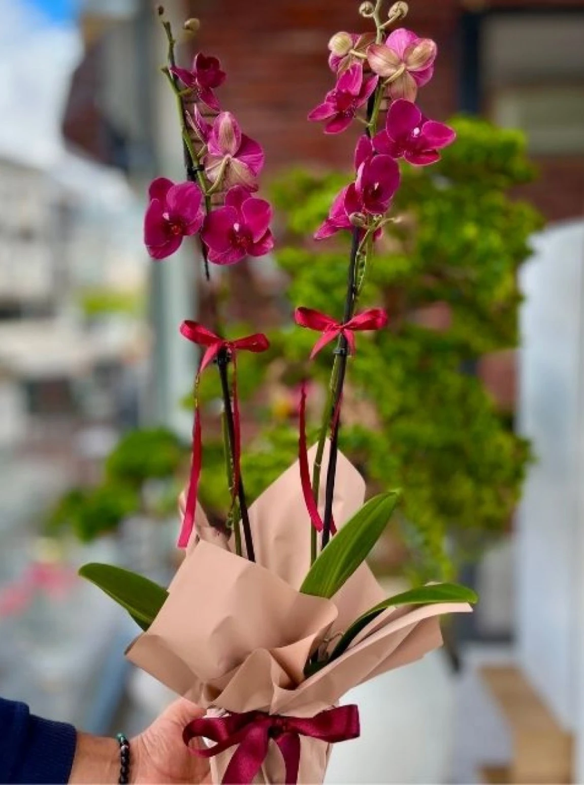 Asil Fuşya – Çift Dal Orkide