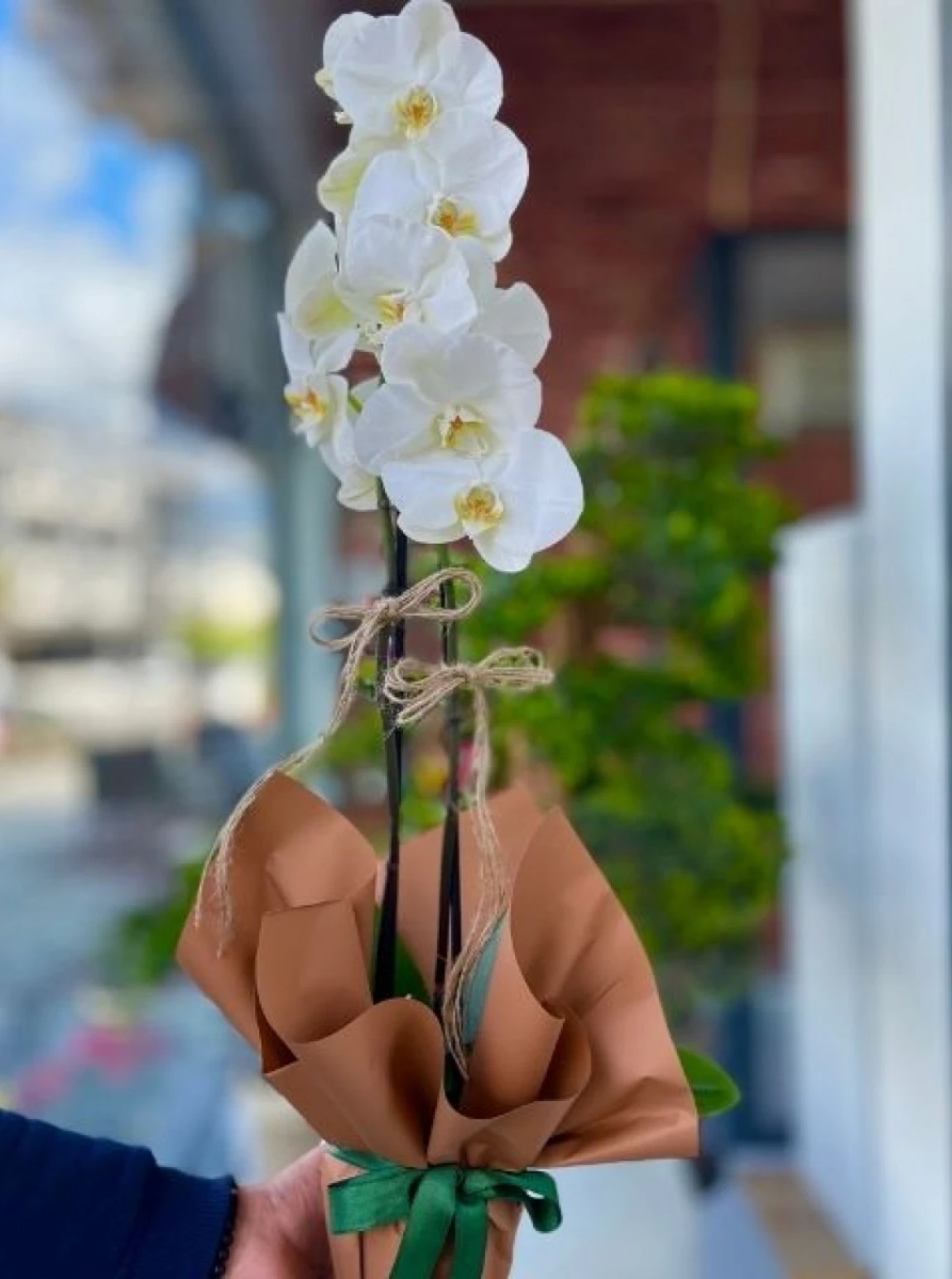 Doğal Asalet – Beyaz Orkide