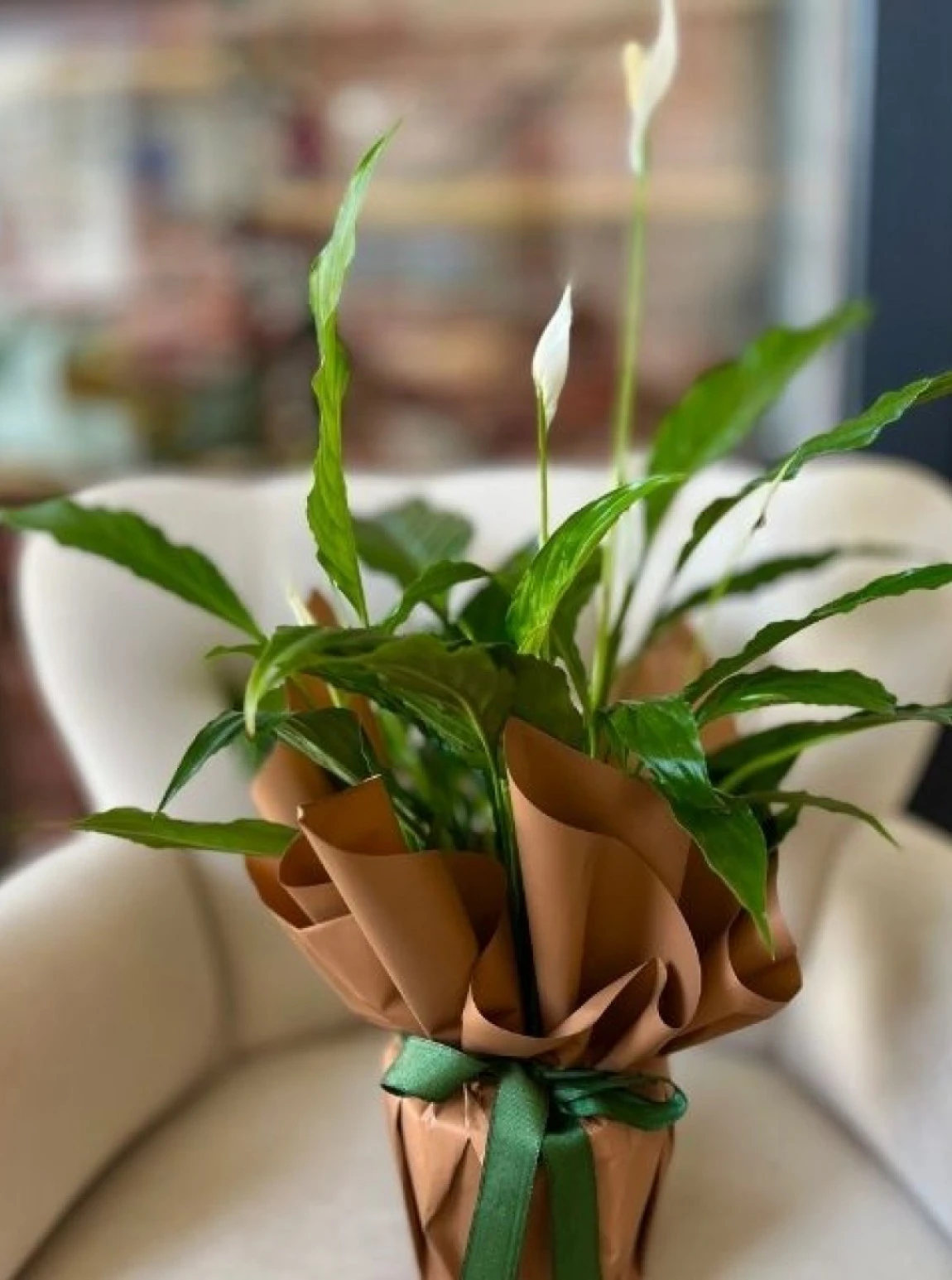 Doğal Huzurun Simgesi Spathiphyllum