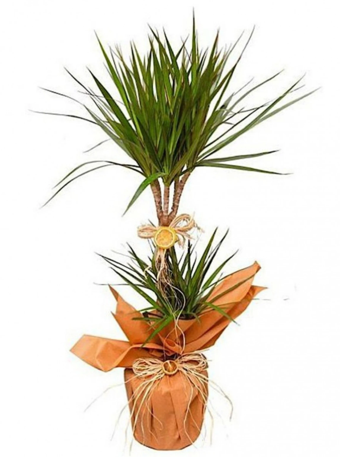 Dracaena Marginata – Şık Ofis Bitkisi