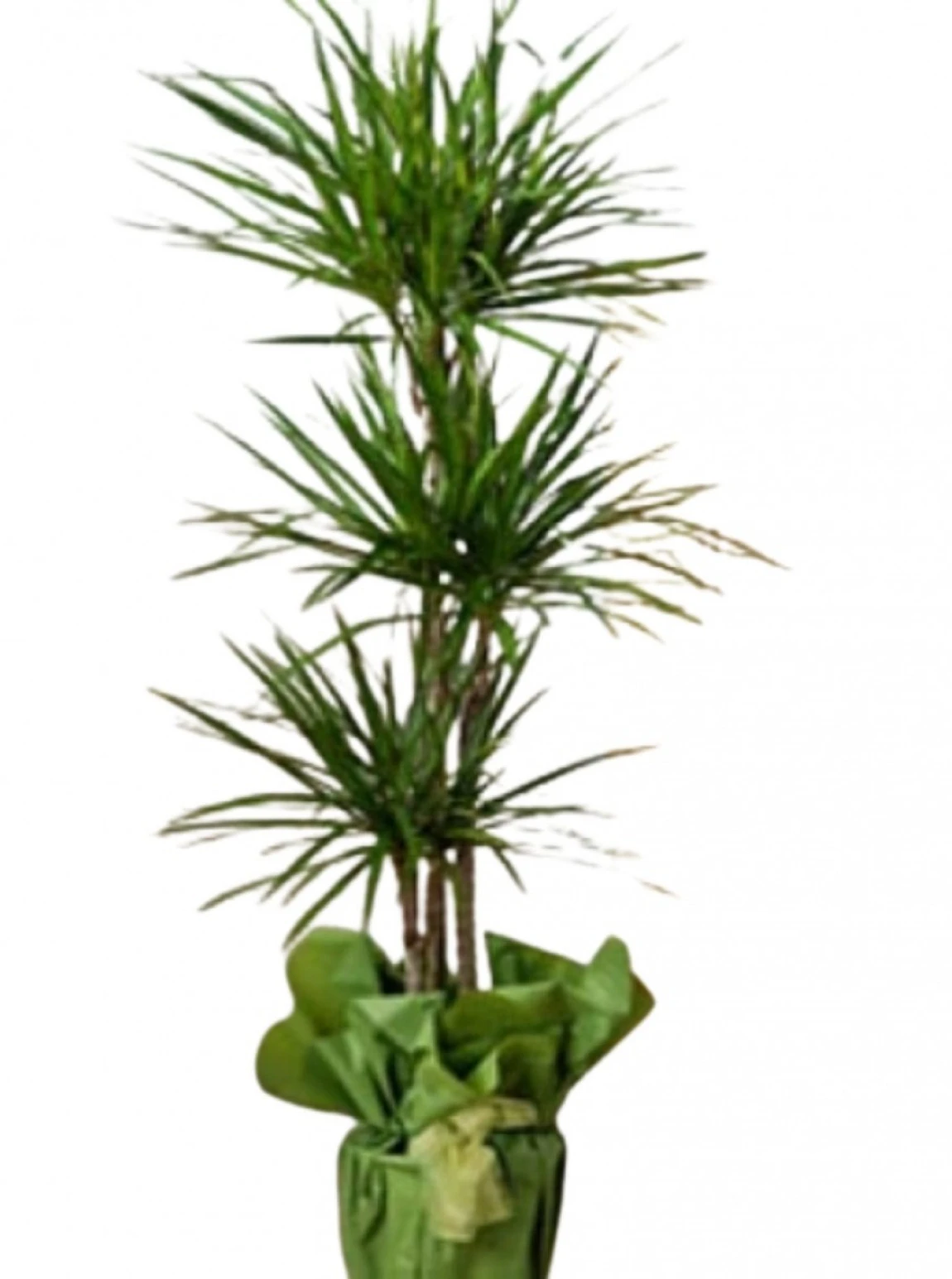 Dracaena Marginata Üç Gövdeli Saksı Çiçeği