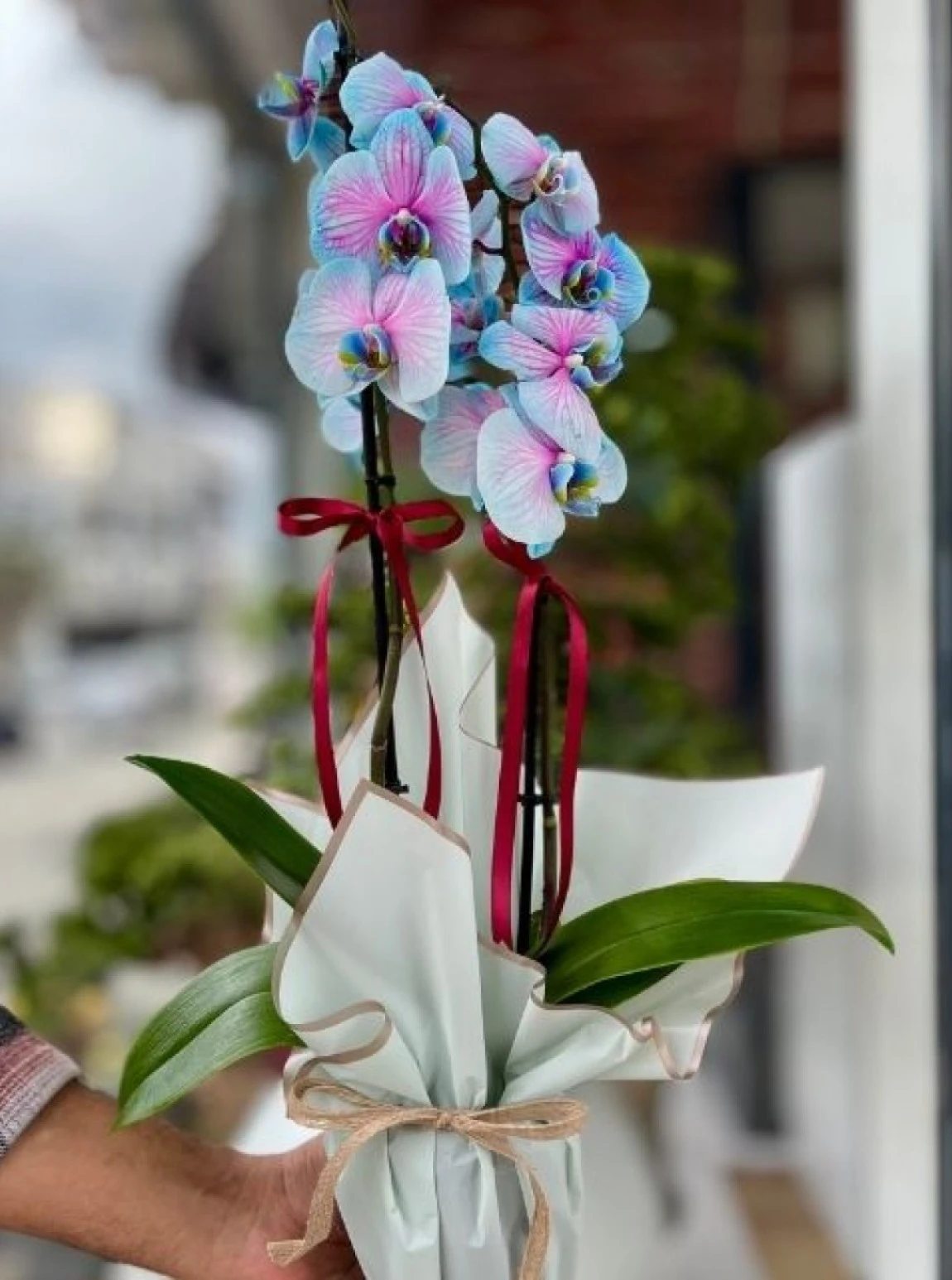 Gökyüzü Zarafeti – Mavi-Mor Orkide