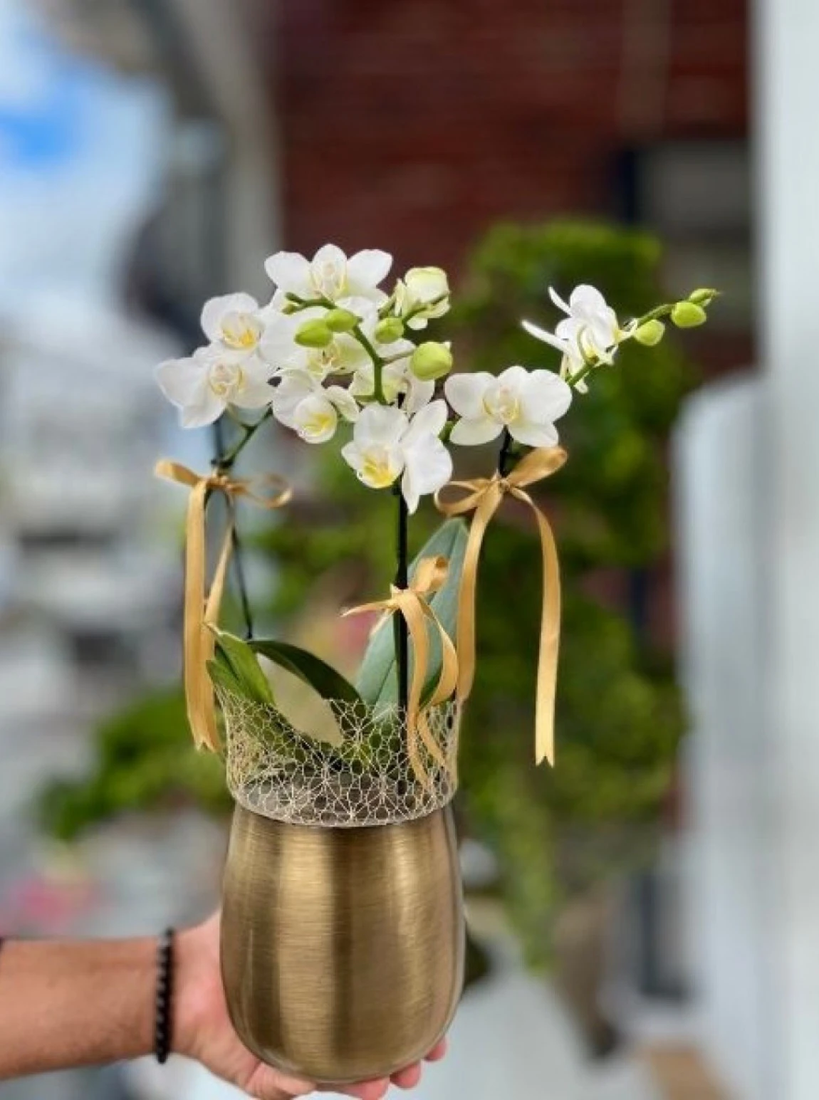 Gold Saksıda Beyaz Midi Orkide