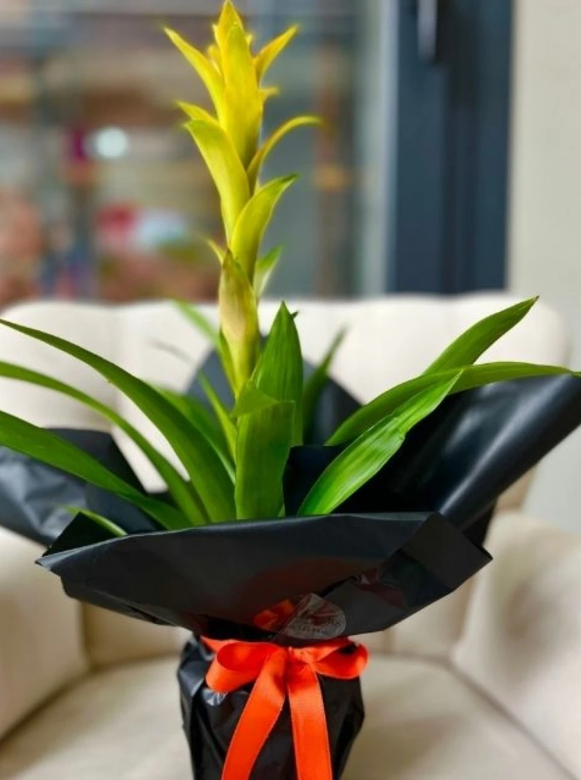 Güneş Işığı – Sarı Guzmania