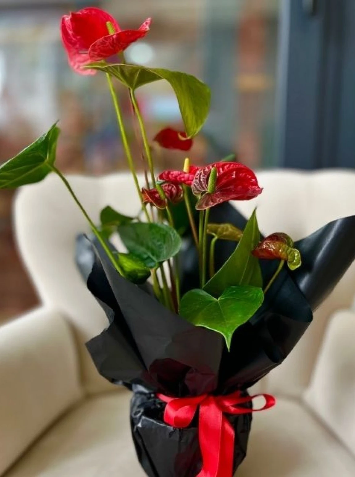 Kırmızı Zarafet –  Anthurium