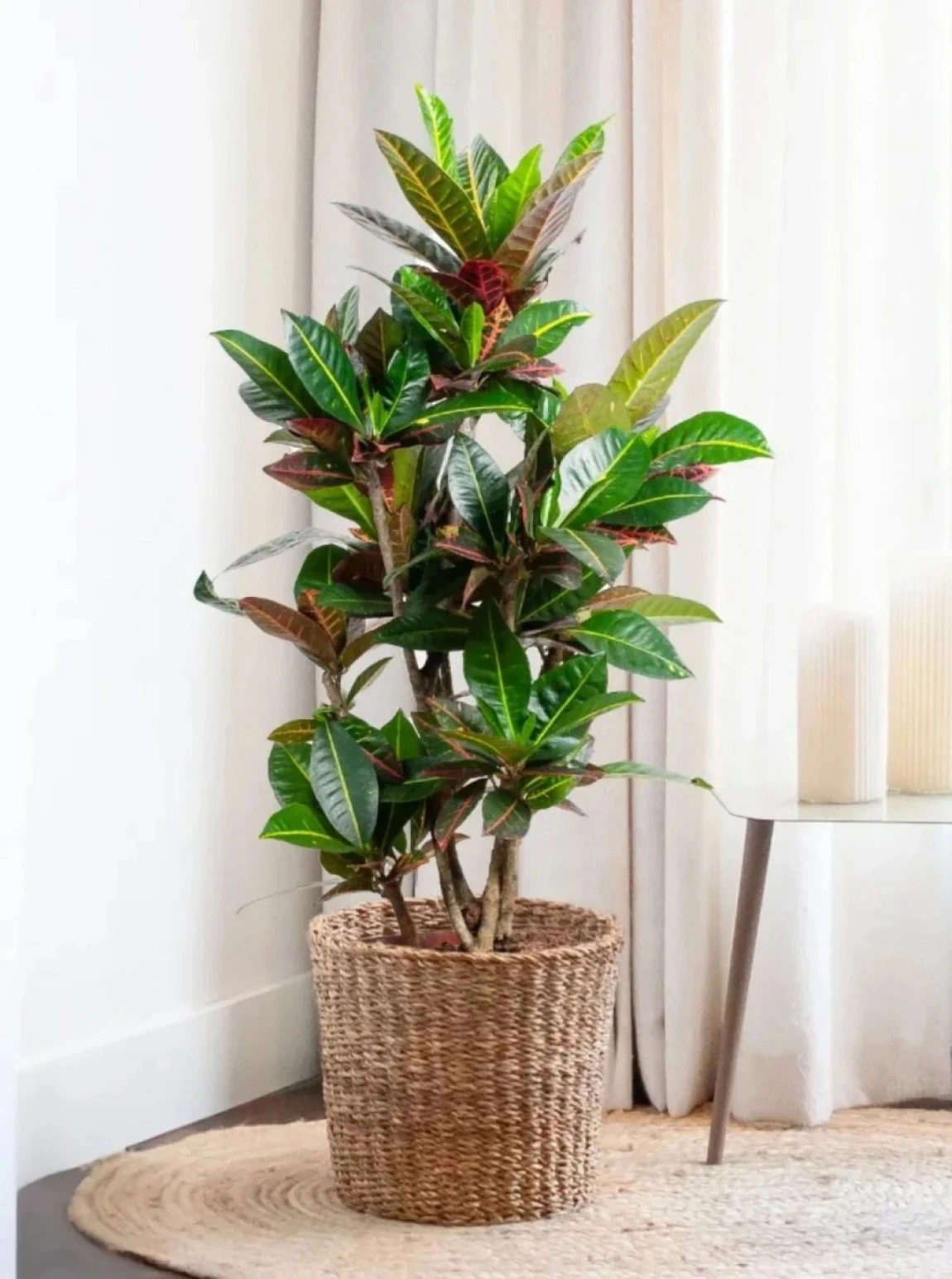 Kroton Bitkisi (Renkli Yapraklı Saksı Çiçeği)