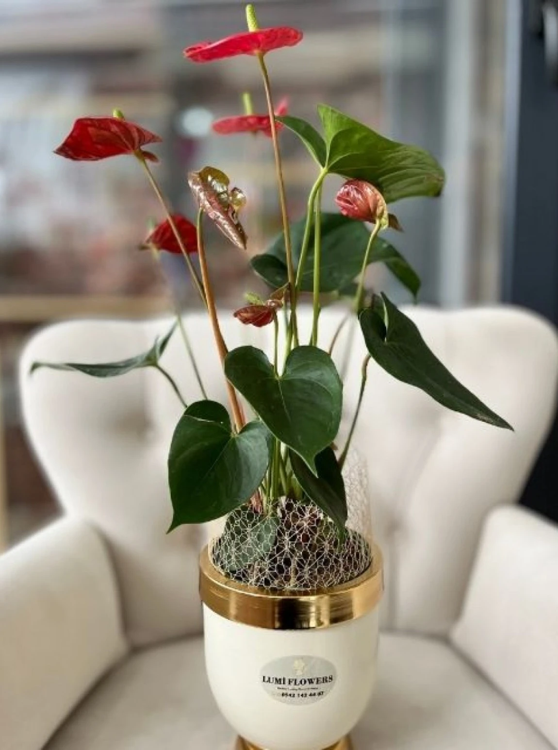 Lüks Dokunuş Kırmızı Anthurium