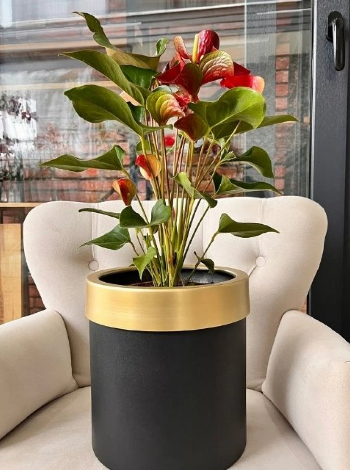 Lüks Saksıda Anthurium (Flamingo Çiçeği)