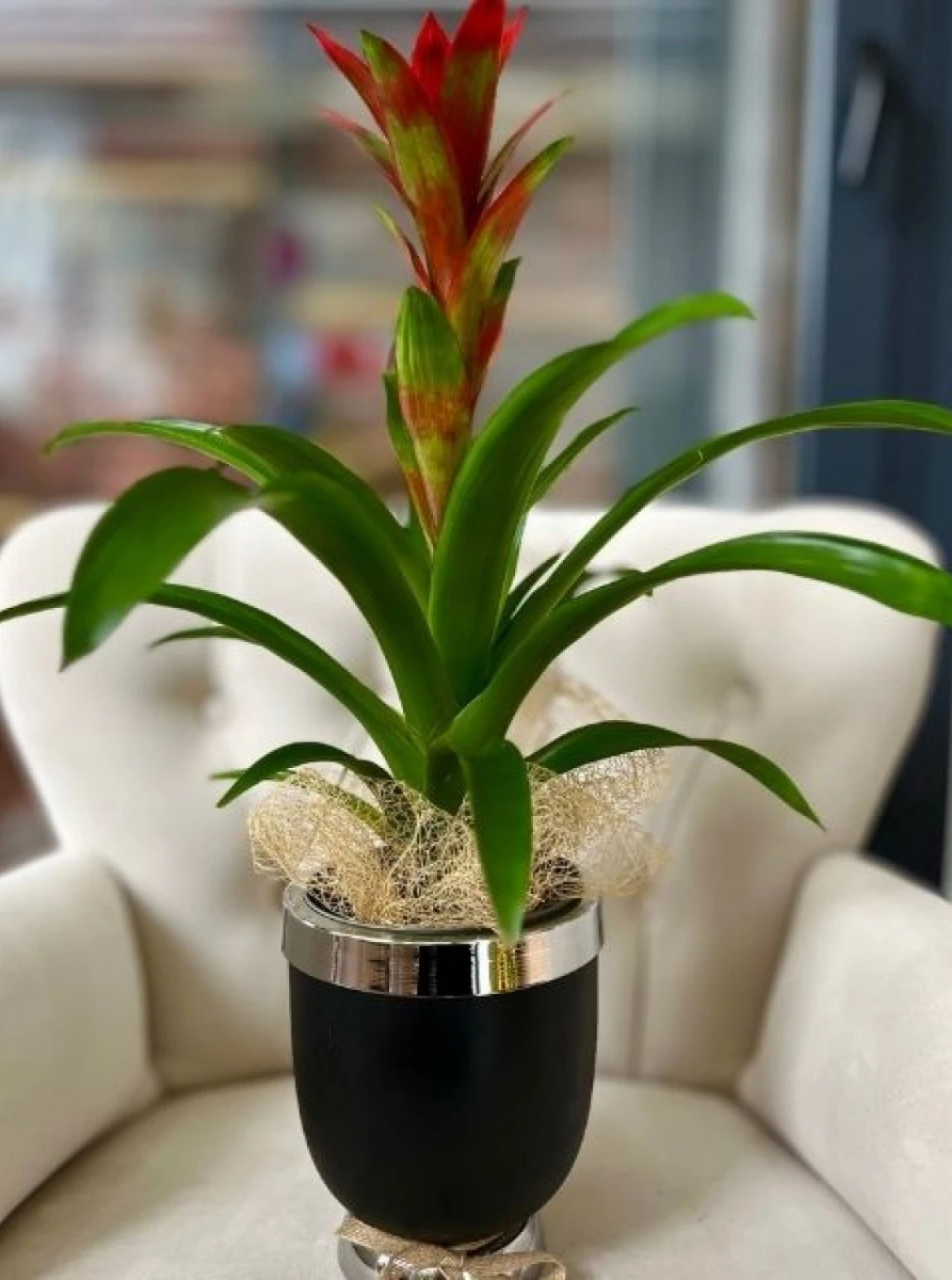 Modern  Saksıda Tropik Guzmania