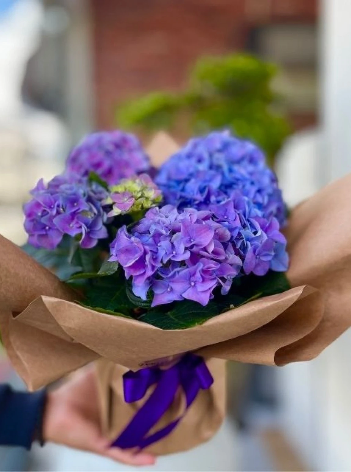 Mor Mavi Düş – Kraft Ambalajlı Ortanca