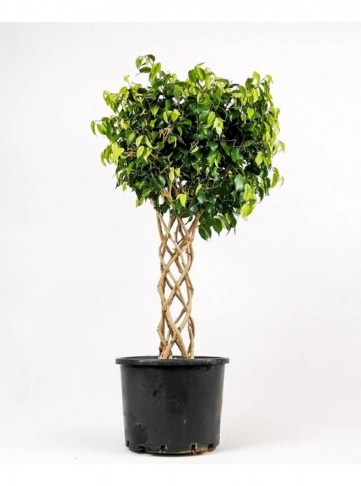 Örgülü Ficus Benjamin