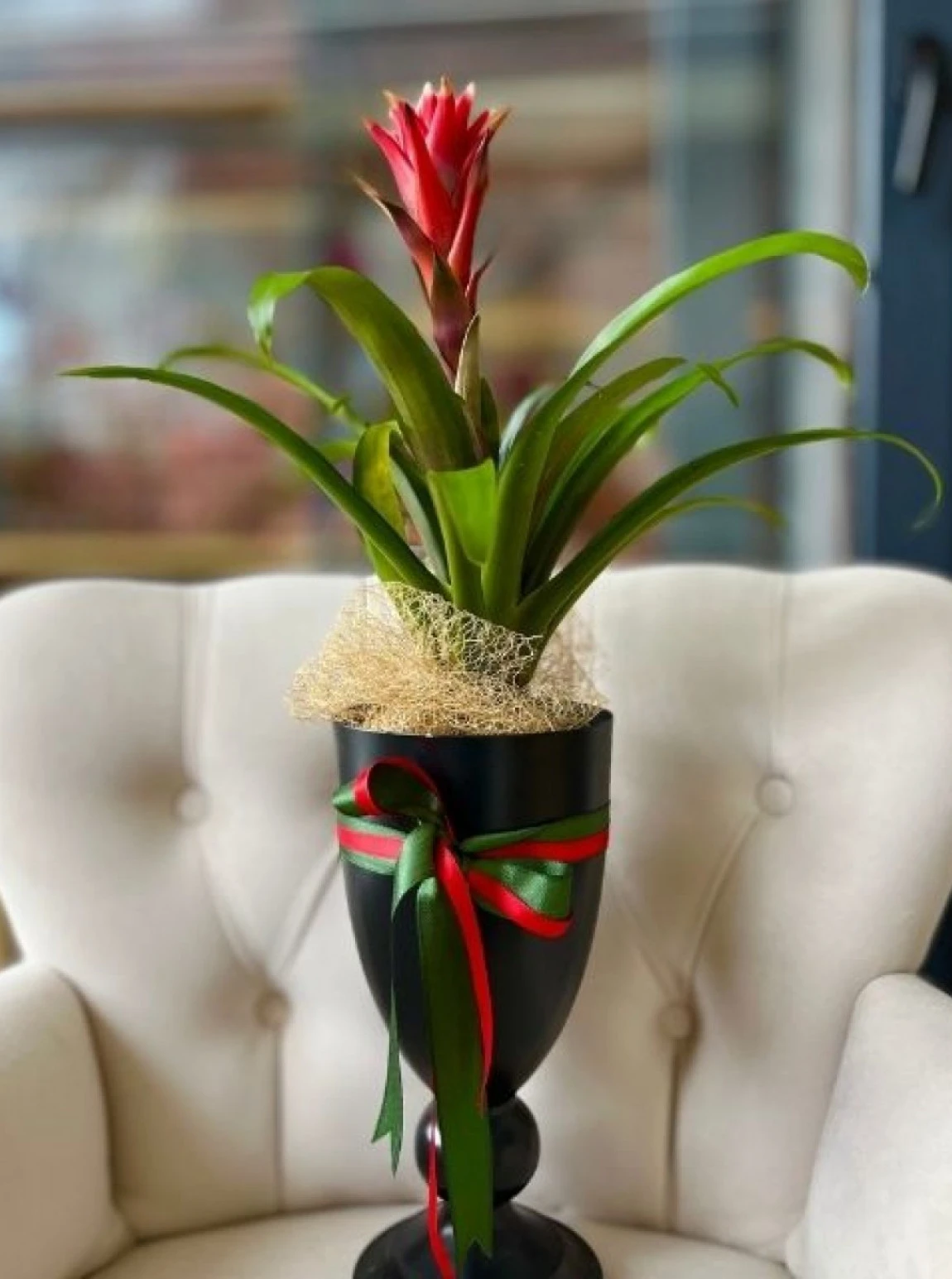 Prestij Kupa Vazoda Kırmızı Guzmania