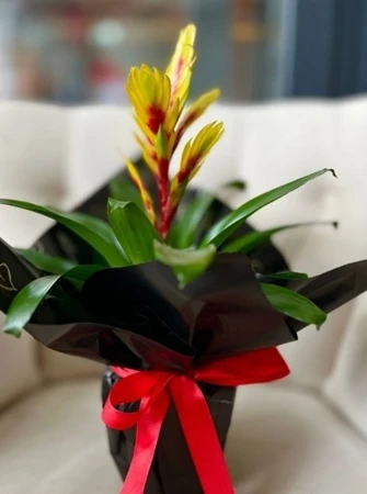 Ateş Çiçeği –  Sarı-Kırmızı Viresia