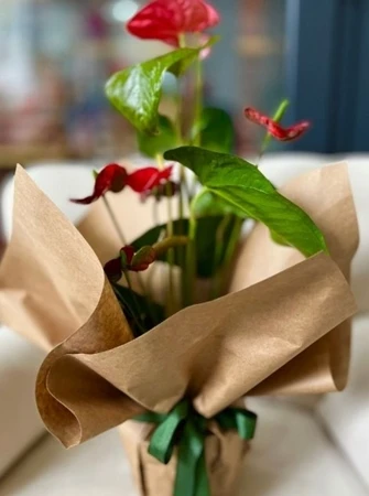 Egzotik Asalet – Kırmızı Anthurium