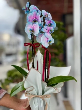 Gökyüzü Zarafeti – Mavi-Mor Orkide