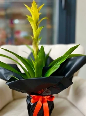 Güneş Işığı – Sarı Guzmania