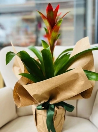 Kırmızı Alev – Doğal Ambalajlı Bromelia