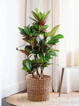 Kroton Bitkisi (Renkli Yapraklı Saksı Çiçeği)