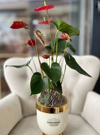Lüks Dokunuş Kırmızı Anthurium