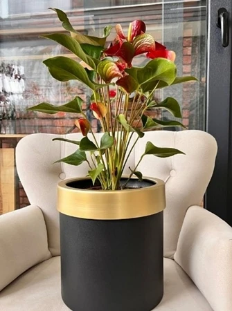 Lüks Saksıda Anthurium (Flamingo Çiçeği)