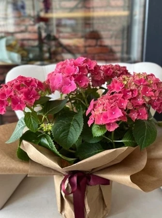 Pembe Bahar – Kraft  Ortanca