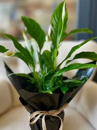 Saf Huzur – Barış Çiçeği