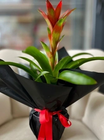 Tropik Tutku – Kırmızı Guzmania Saksı Bitkisi