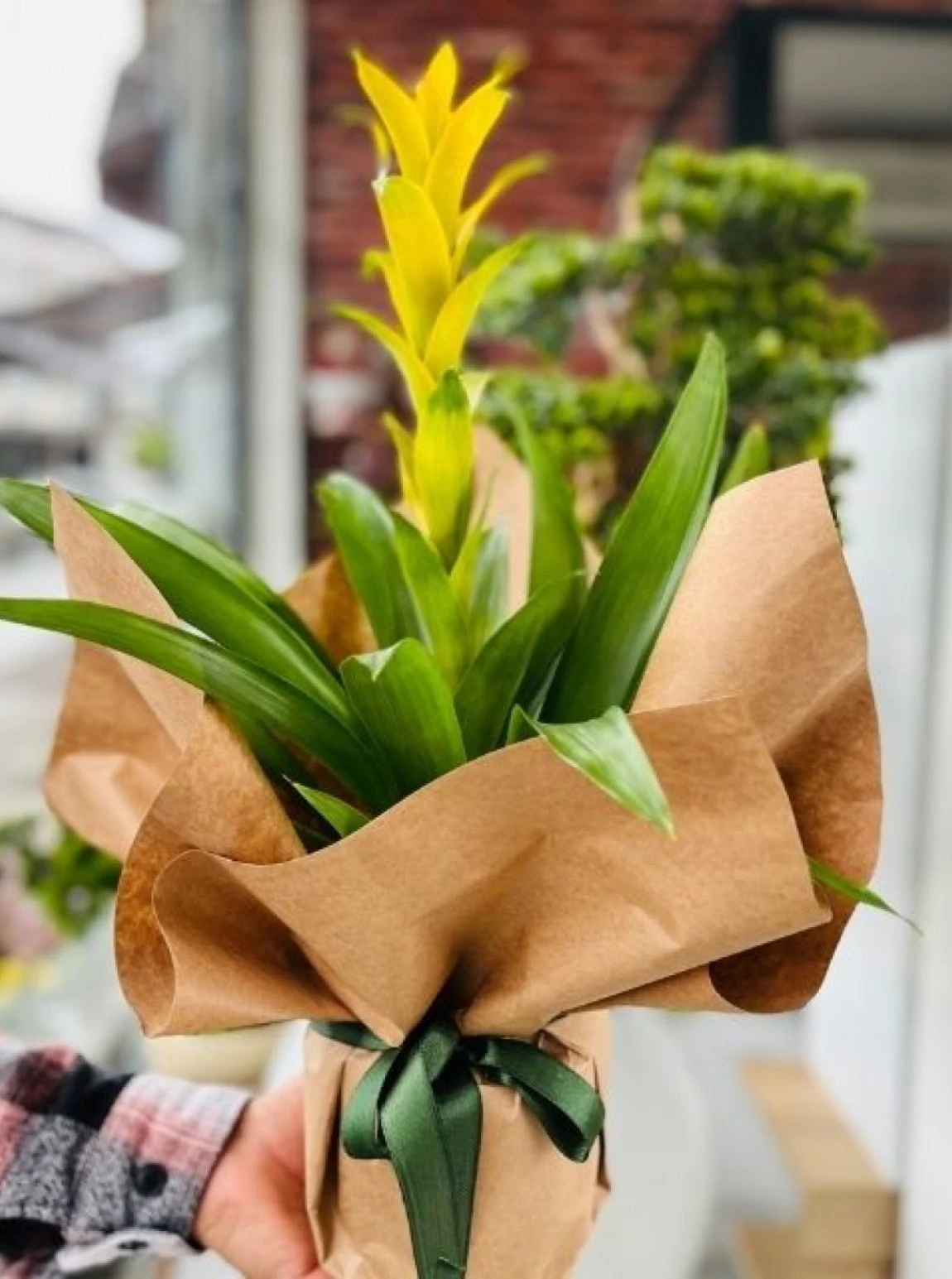 Tropik Işık – Sarı Bromelia Saksı Çiçeği