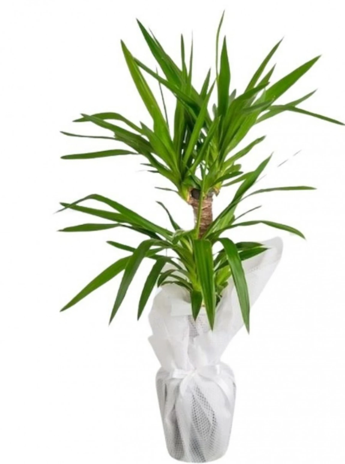 Yuka Çiçeği – Saksıda Gösterişli Yeşil Bitki